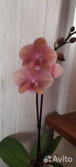 Фаленопсис орхидея Сапорита ароматная