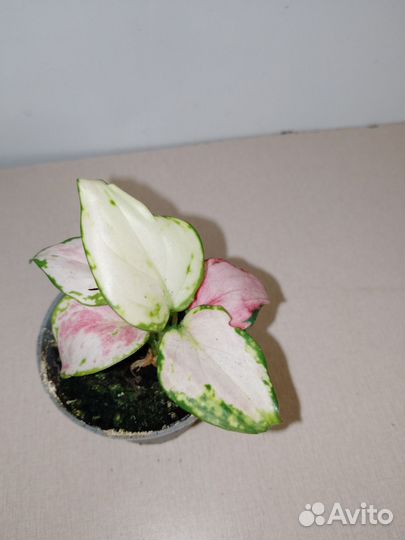 Аглаорема рэд циркор