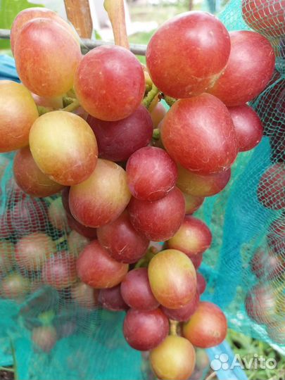 Продам черенки винограда