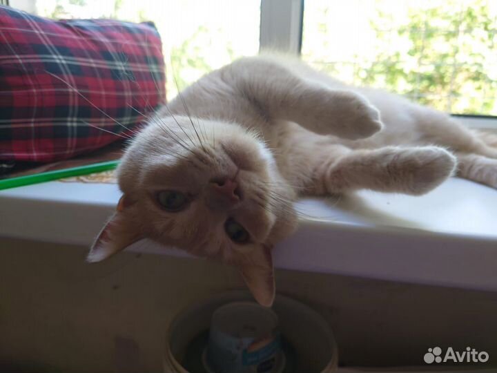 Милый рыжик