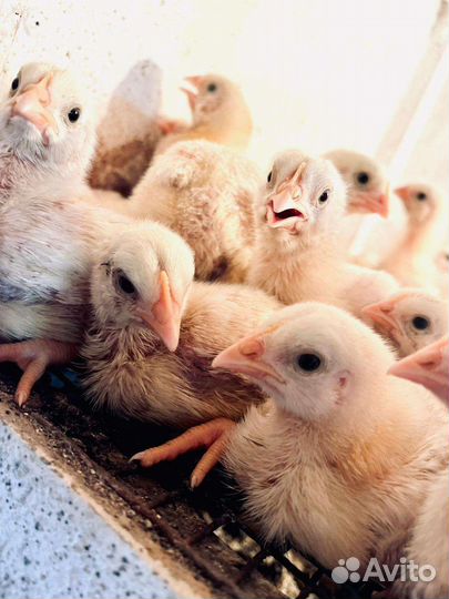 Цыплята