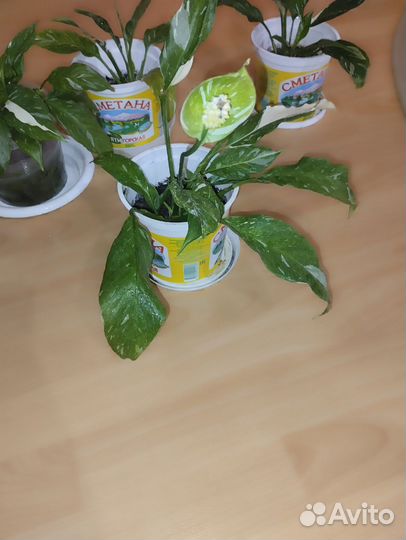 Спатифиллум