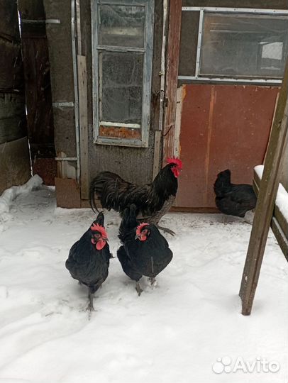 Чистопородные куры