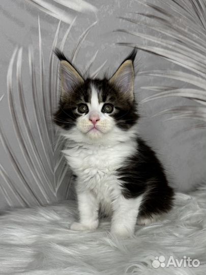 Мейн-кун котик