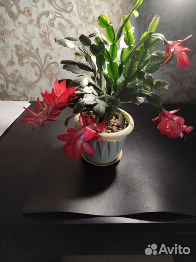 Декабрист шлюмбергера(зигокактус)