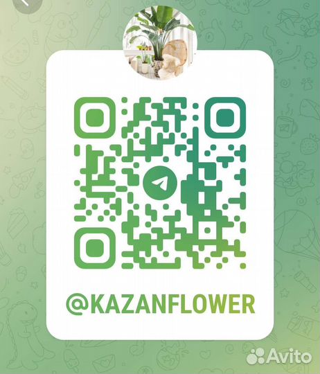 Комнатные цветы