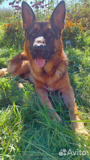 Немецкая овчарка