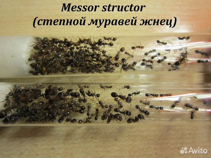 Муравьи жнецы messor structor