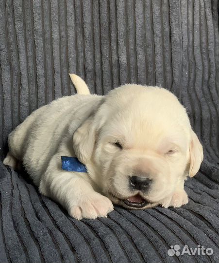 Щенки лабрадора