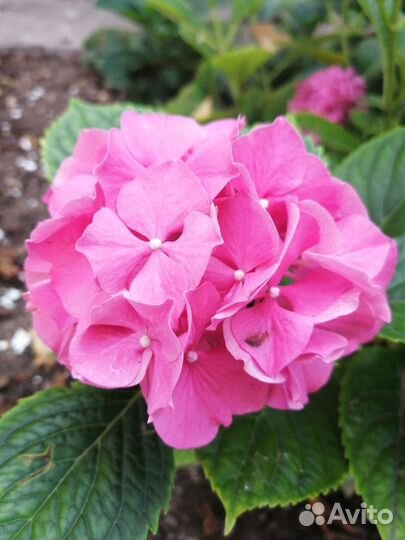 Крупнолистная гортензия