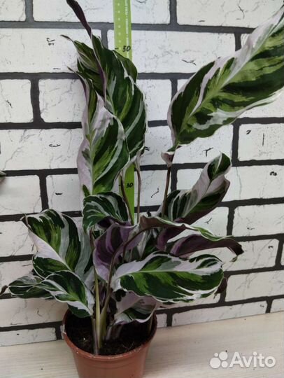 Калатея white fusion