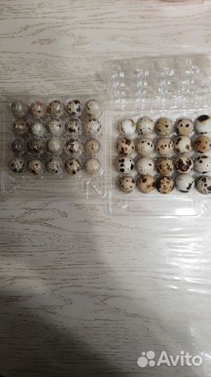Яйца перепелиные