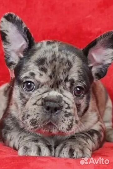 Французский бульдог