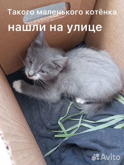 Котята в добрые руки бесплатно