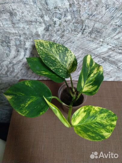 Сциндапсусы вариегатные