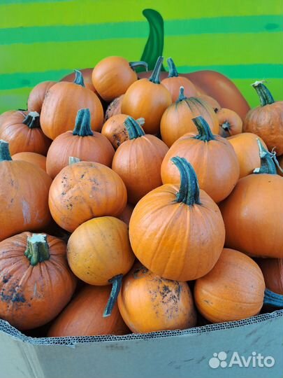 Тыква оптом