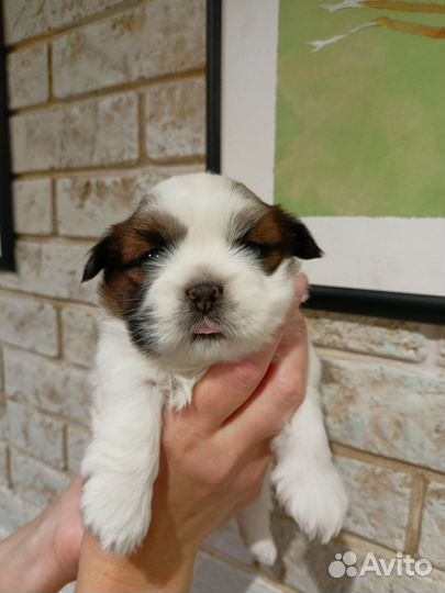 Собаки щенки