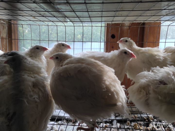 Перепела от суточных до несушек