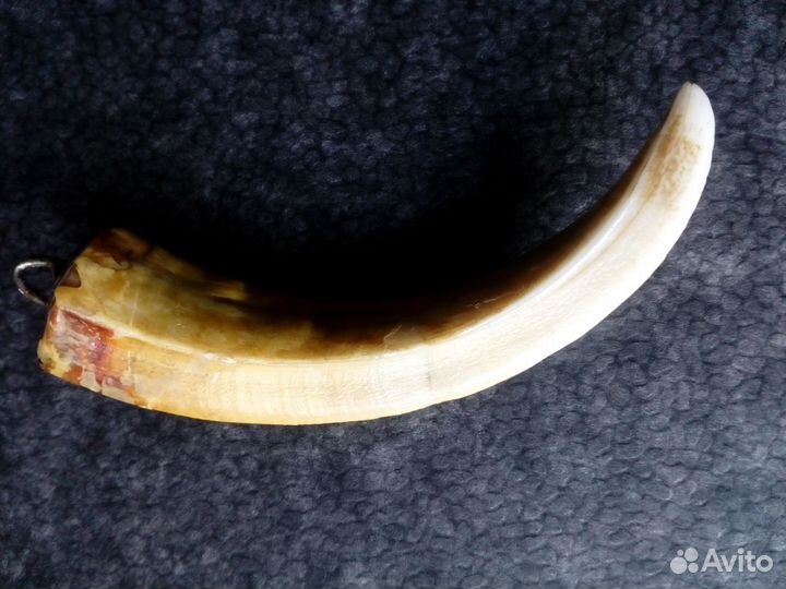 Клык кабана с креплением около 10 см