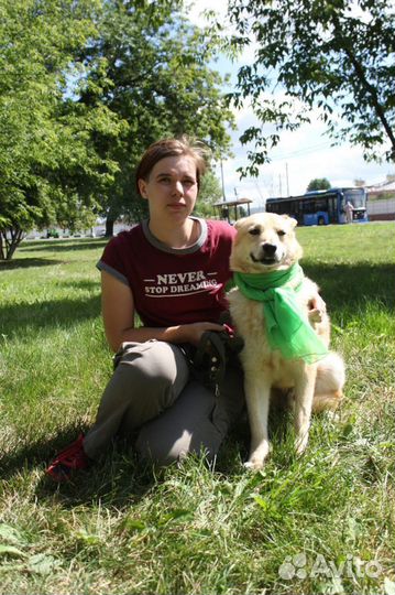 Красивый пёс ищет любящую семью