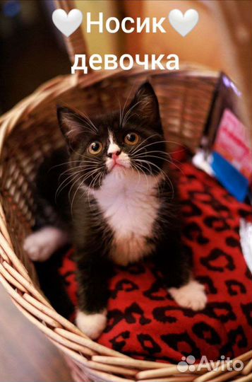 Котенок-спасеныш в добрые ручки