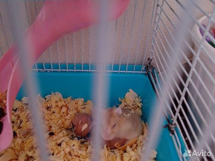 Хомяки джунгарики бесплатно