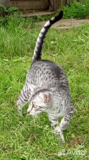 Котята, кошечки в дар