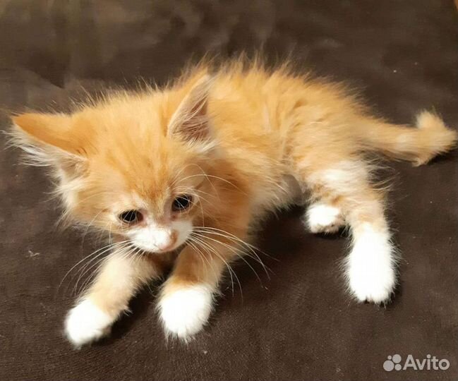 Котёнок мальчик в дар