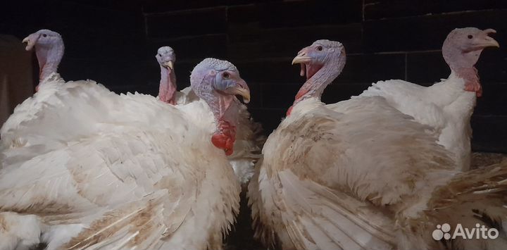 Цыплята суточные