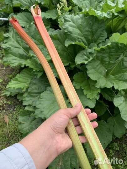 Ревень стебли