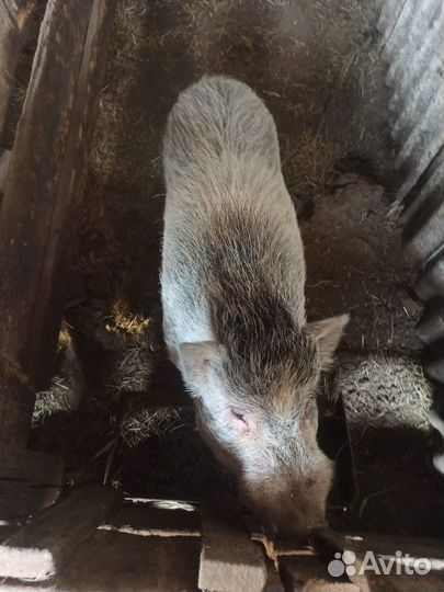 Вьетнамский хряк