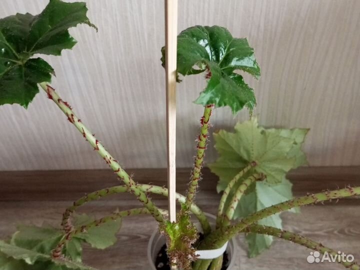 Бегония воротничковая