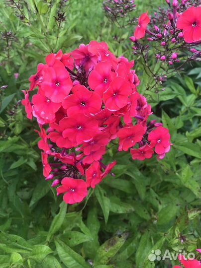 Флоксы/лилейник/астильба