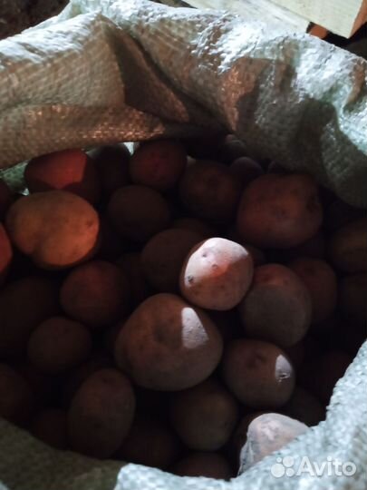 Продам мелкий картофель