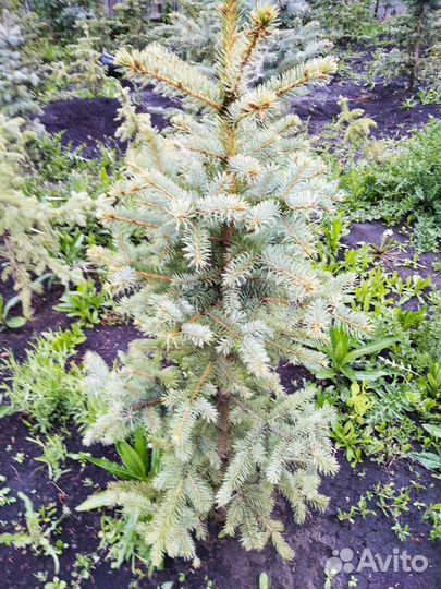 Ель голубая