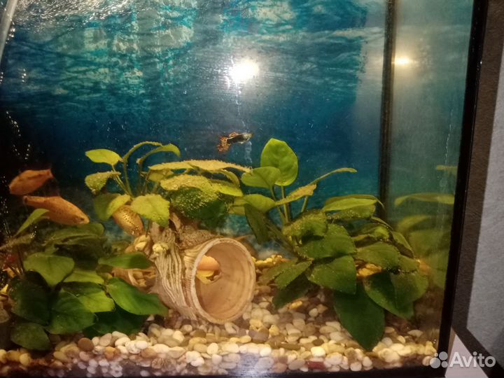 Аквариум с рыбками