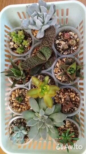 Суккуленты