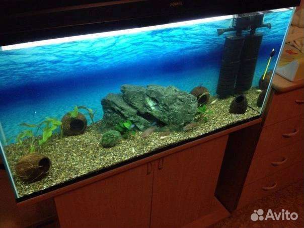 Обслуживание и чистка аквариумов