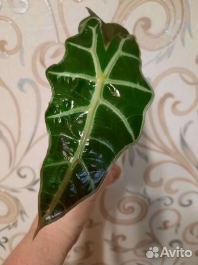 Кротон Голд Сан