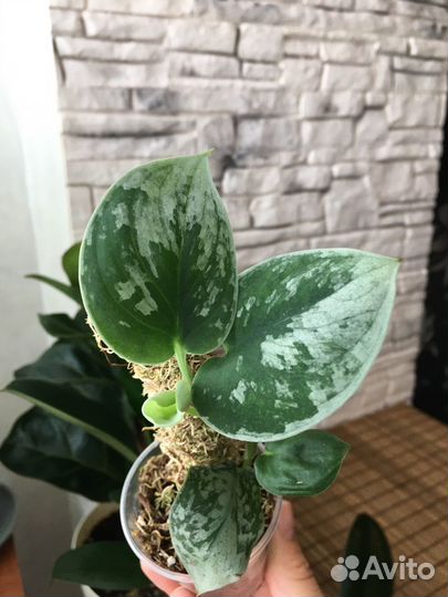 Сциндапсус,Эпипремнум