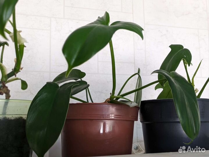 Комнатные растения.Филодендрон гитаровидный