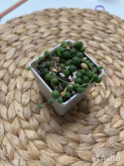 Крестовник роули