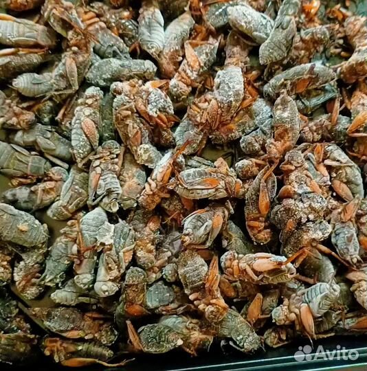 Сверчки кормовые