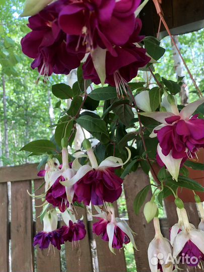 Черенки фуксии