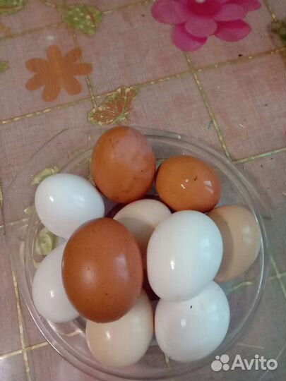 Домашние куриные яйца