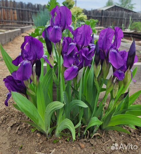 Цветы многолетние