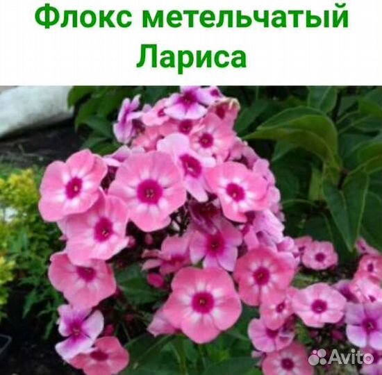 Флоксы метельчатые, растопыренные, шиловидные