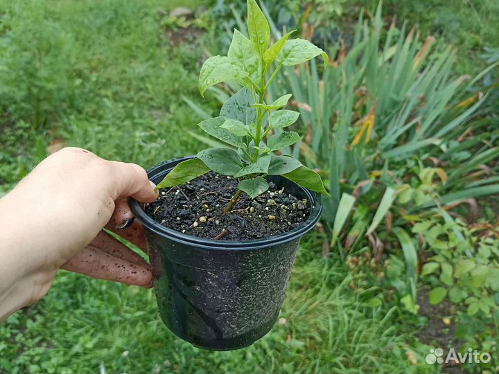 Сирень Красавица Москвы