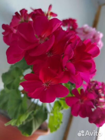 Пеларгония герань