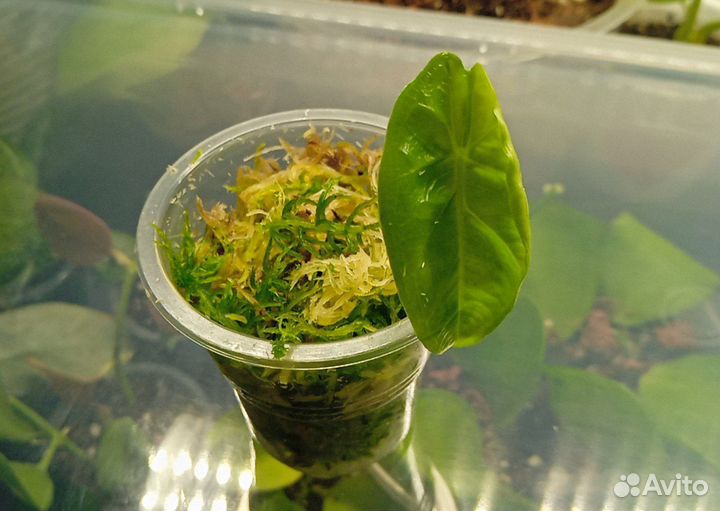 Алоказия коразон